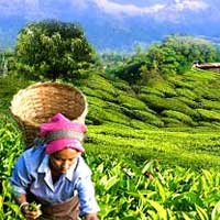 Assam Tea Gardens
